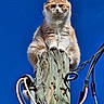 animal, blue_sky, cables, cat, curious, daylight, ears, feline, fluffy_cat, fur, majestic, nature, orange_cat, outdoor, perched, pet, utility_pole, whiskers, wires, wooden_pole