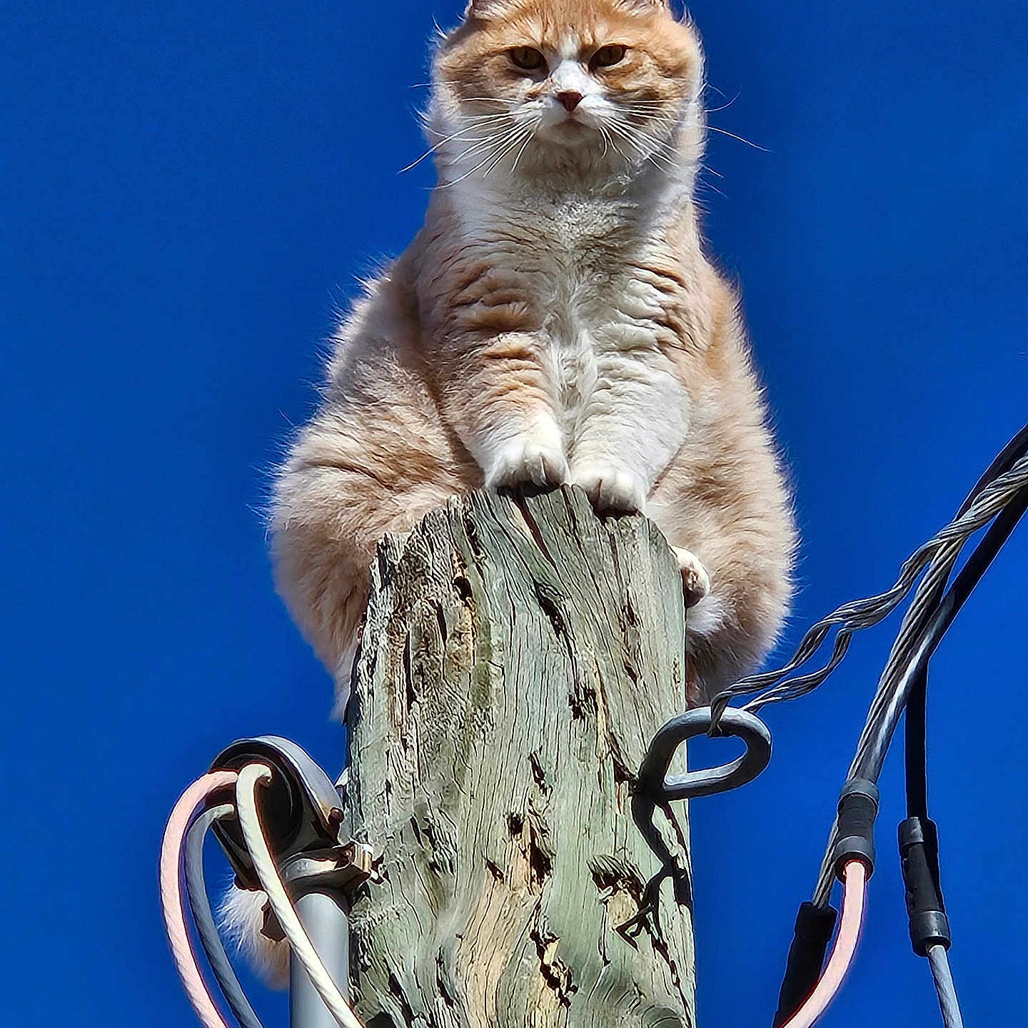 Kat