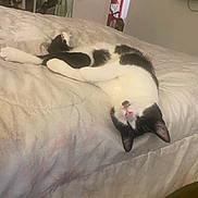 Toby is registered to the contest to win money with this photo: cat, bed, black_and_white, sleeping, relaxed, indoor, feline, pet, cozy, blanket, floor, door, mirror, clothing, room, television, home, resting, fur, pink_nose