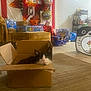 cat, cardboard_box, indoor, carpet, birthday_decorations, balloons, furniture, chair, couch, tapestry, household_items, floor, pet, black_and_white_cat, relaxing, cozy, home, casual, celebration, box