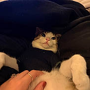 Jameson is registered to the contest to win money with this photo: cat, pet, hand, rings, blanket, fur, indoor, cozy, cute, white_paw, tabby, relaxed, soft_lighting, clothing, comfort, animal, domestic, feline, resting, closeup