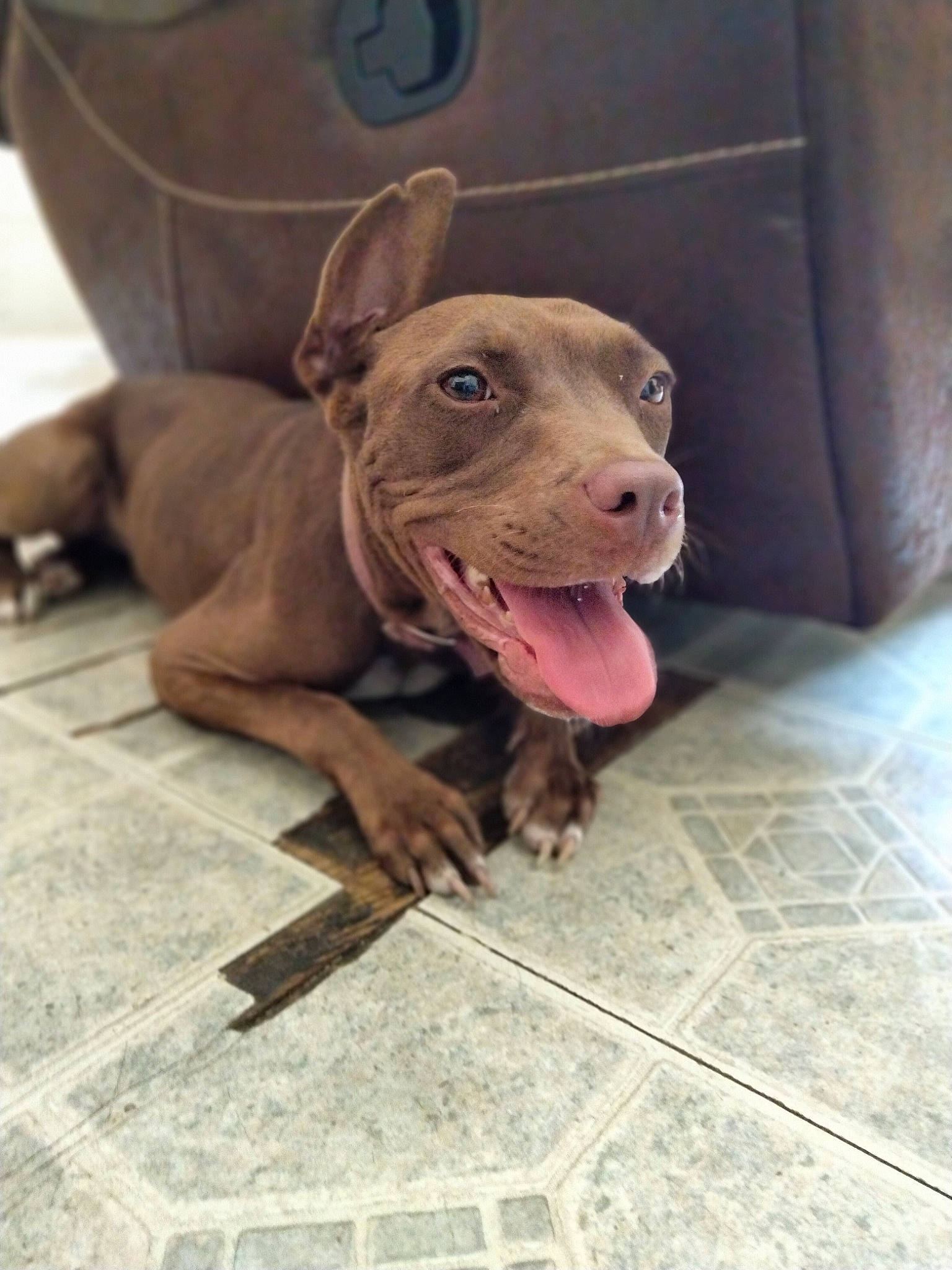 Babygirl joined the competition — help win amazing prizes! canidae, carnivore, companion_dog, dog, dog_breed, dog_supply, fawn, flooring, fur, jaw, liver, pet_supply, snout, sporting_group, terrestrial_animal, tile_flooring, whiskers, wood, working_animal, wrinkle