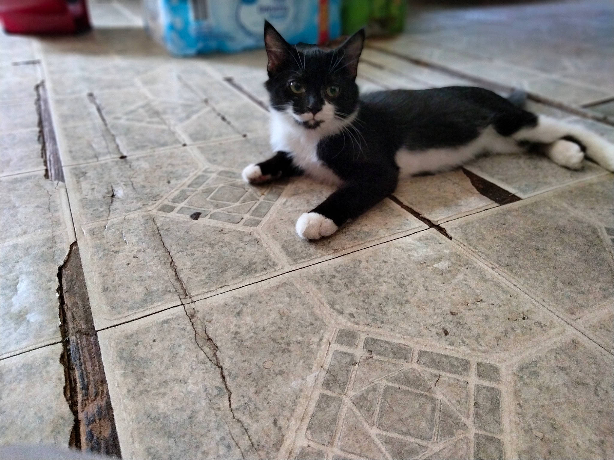 Fluff Nugget is registered to the contest to win money with this photo: asphalt, carnivore, cat, cobblestone, domestic_short_haired_cat, felidae, floor, flooring, fur, grey, human_leg, road, road_surface, sidewalk, small_to_medium_sized_cats, snout, street, tail, whiskers, wood