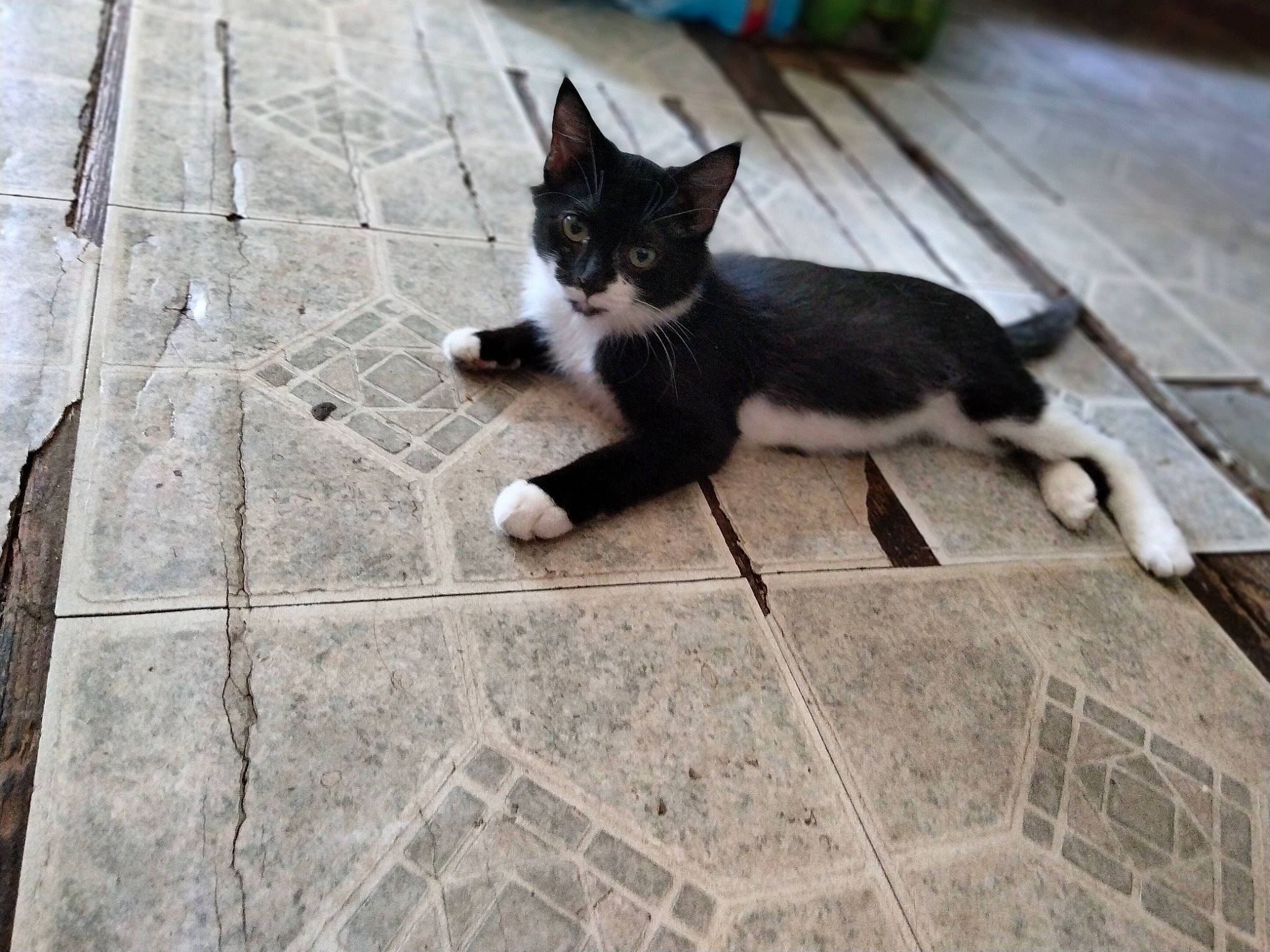 Fluff Nugget is registered to the contest to win money with this photo: carnivore, cat, domestic_short_haired_cat, felidae, floor, flooring, fur, grass, grey, human_leg, paw, plant, road_surface, sidewalk, small_to_medium_sized_cats, snout, tail, tree, whiskers, wood