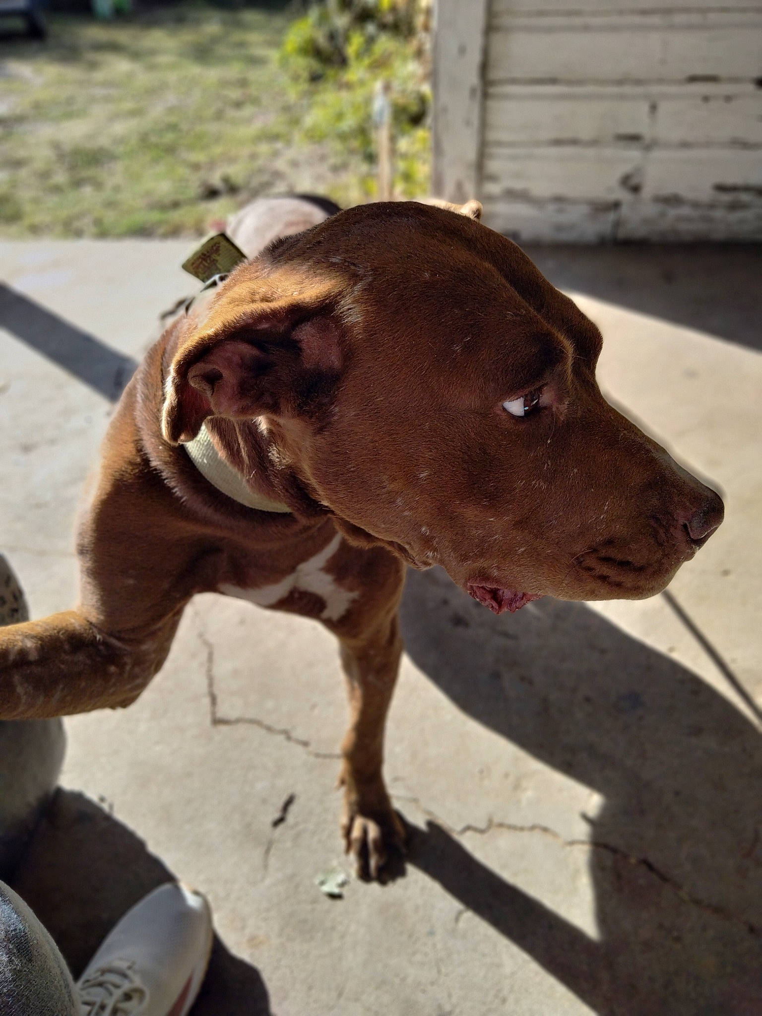 Rocky joined the competition — help win amazing prizes! canidae, carnivore, collar, companion_dog, dog, dog_breed, dog_collar, fashion_accessory, fawn, fur, hunting_dog, leash, liver, pet_supply, road_surface, sporting_group, tail, terrestrial_animal, wood, working_animal