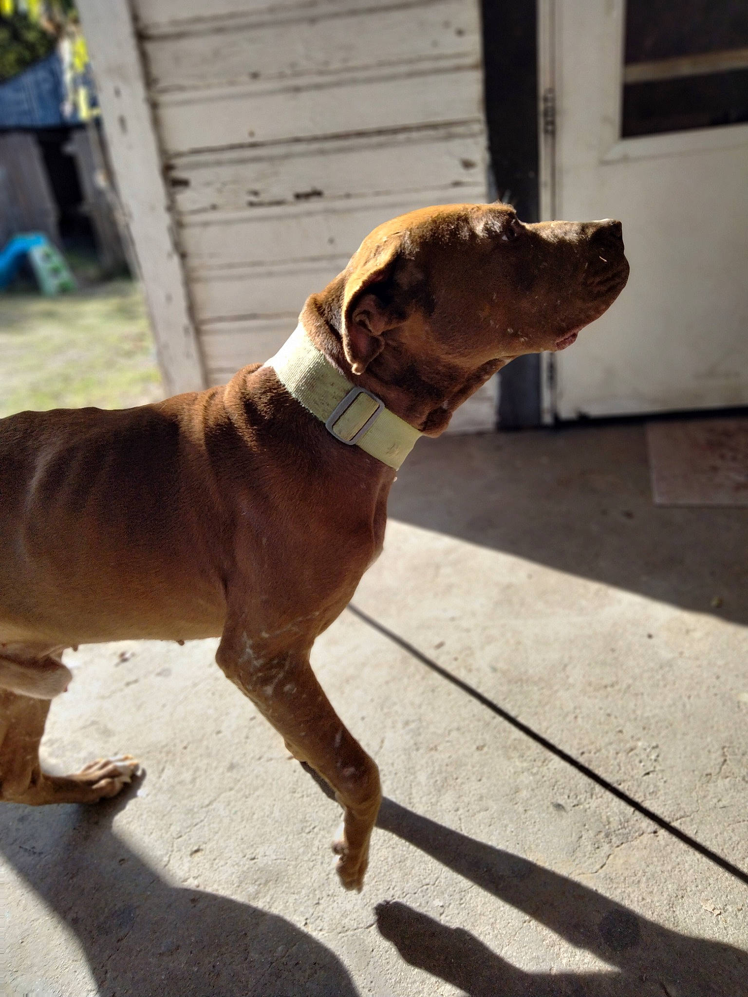 Rocky joined the competition — help win amazing prizes! canidae, carnivore, collar, companion_dog, dog, dog_breed, dog_collar, dog_supply, fashion_accessory, fawn, gun_dog, leash, liver, non_sporting_group, pet_supply, snout, sporting_group, tail, working_animal, working_dog