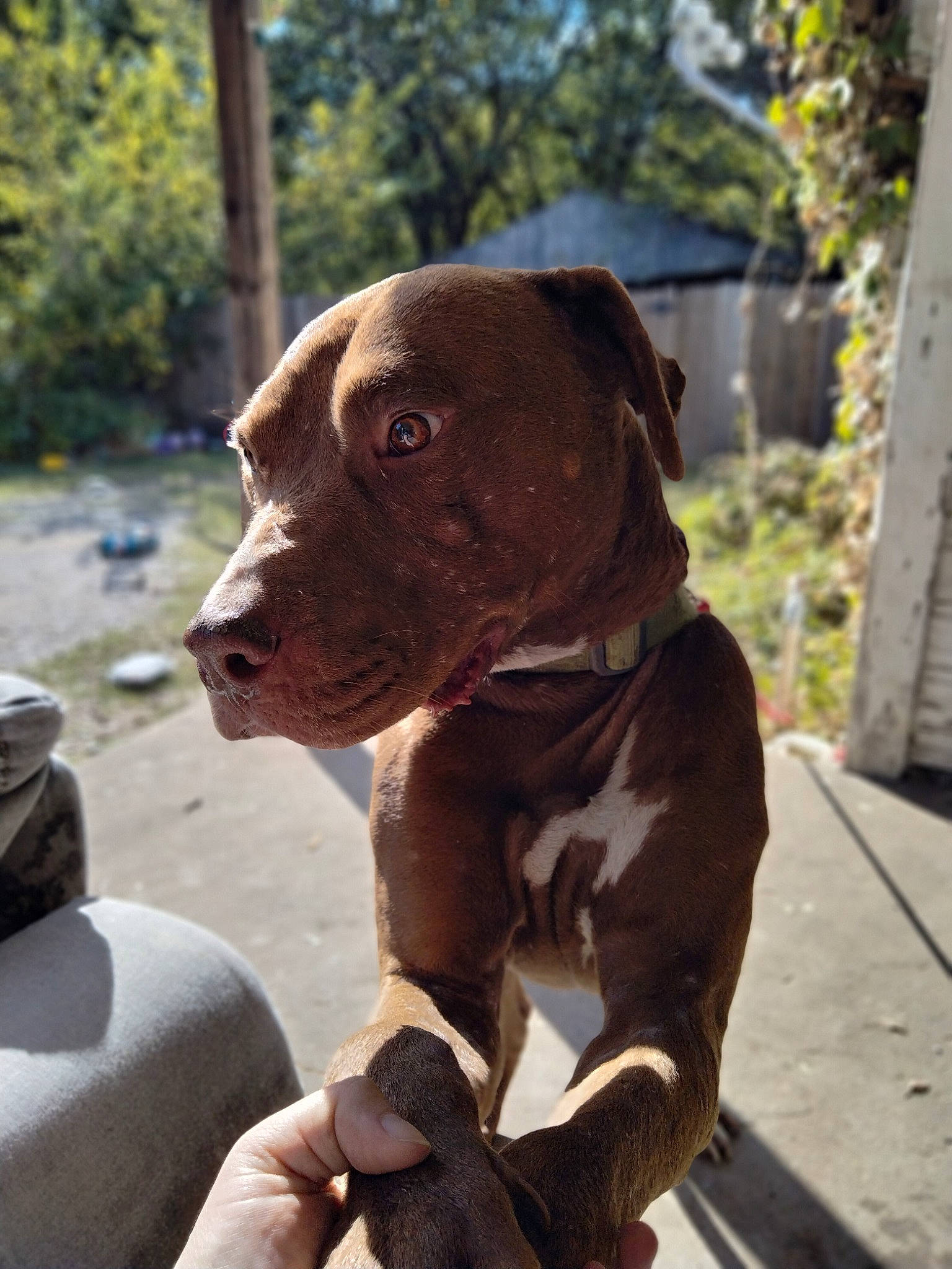 Rocky joined the competition — help win amazing prizes! canidae, carnivore, collar, companion_dog, dog, dog_breed, dog_collar, fashion_accessory, fawn, fur, gun_dog, hunting_dog, leash, liver, pet_supply, plant, snout, sporting_group, tree, working_animal