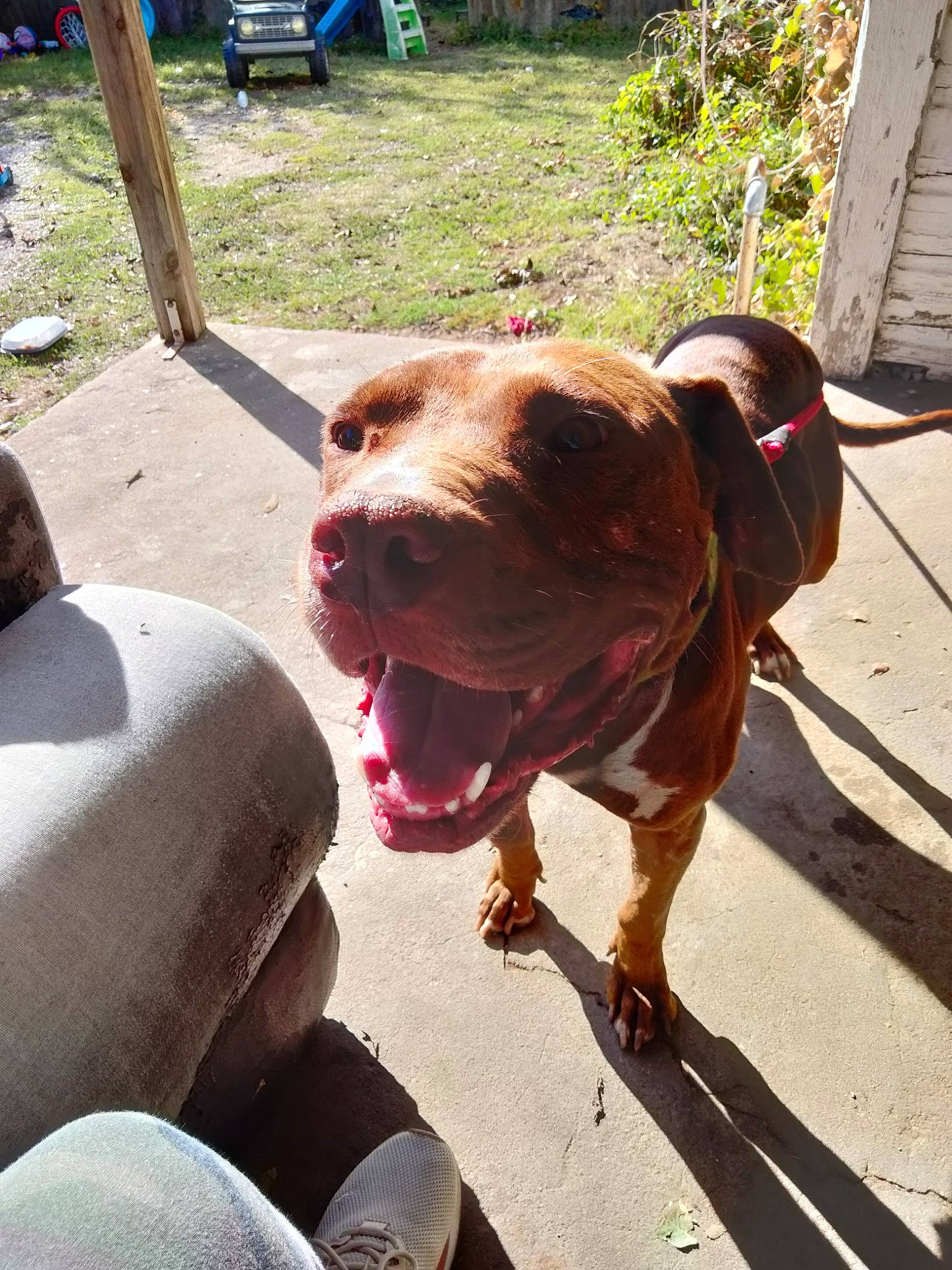 Rocky is registered to the contest to win money with this photo: canidae, carnivore, collar, companion_dog, dog, dog_breed, dog_collar, fawn, hunting_dog, leash, liver, pet_supply, plant, road_surface, snout, sporting_group, working_animal, wrinkle