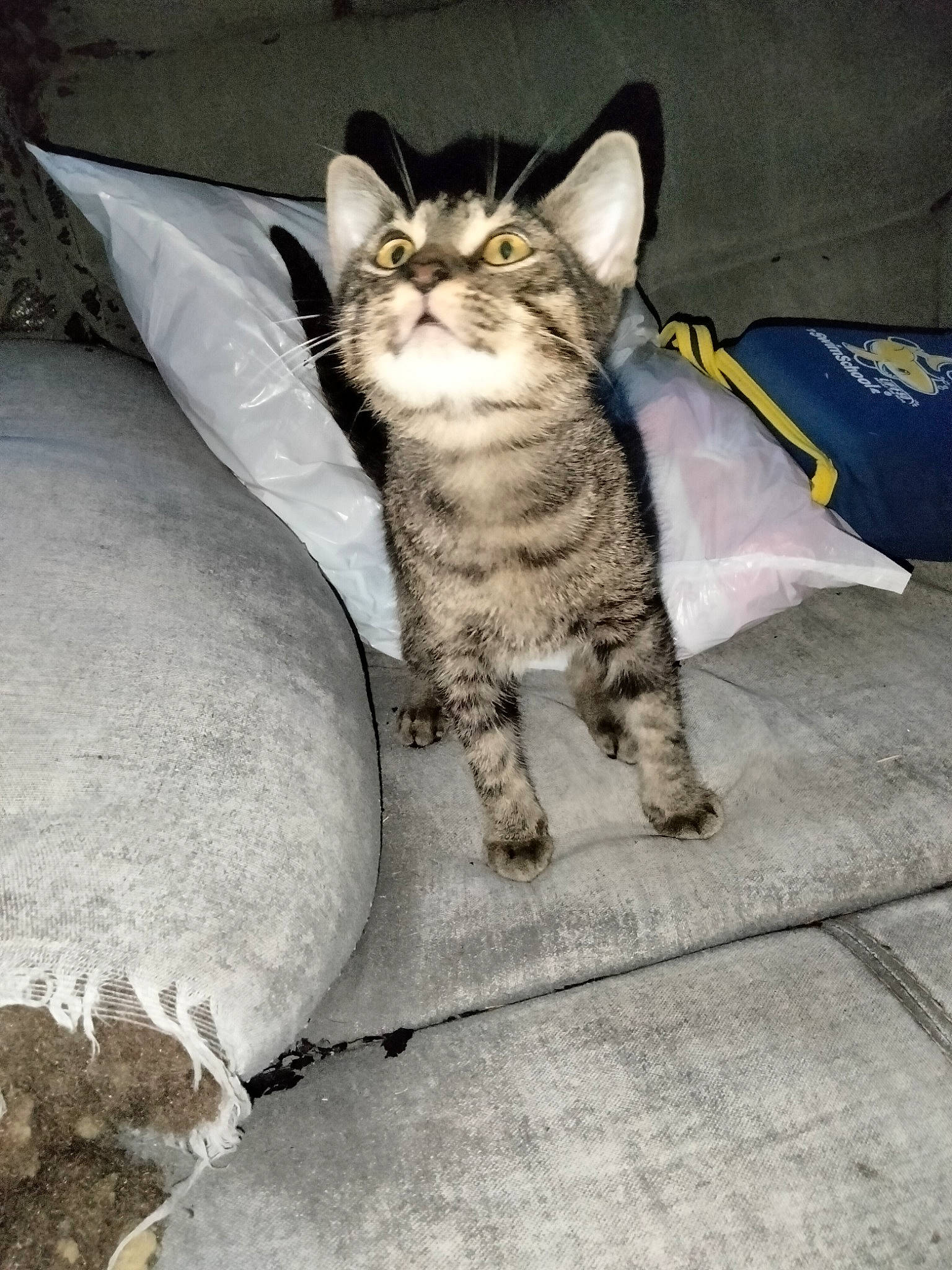 Mr.bad is registered to the contest to win money with this photo: automotive_tire, carnivore, cat, claw, comfort, domestic_short_haired_cat, door, felidae, flooring, foot, fur, grey, paw, road_surface, sitting, small_to_medium_sized_cats, snout, tail, terrestrial_animal, whiskers