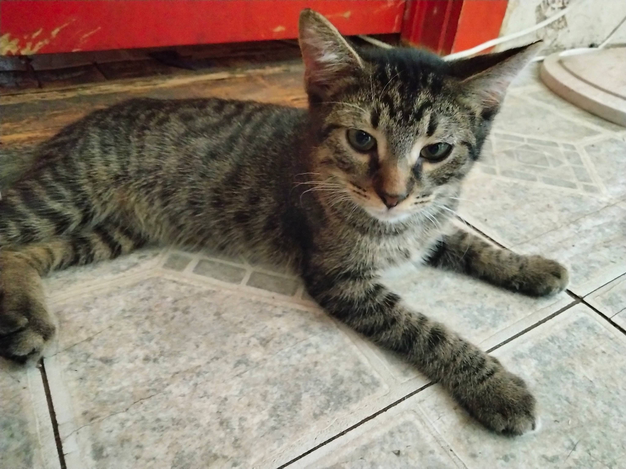 Mr.bad is registered to the contest to win money with this photo: carnivore, cat, claw, domestic_short_haired_cat, felidae, flooring, foot, fur, paw, sitting, small_to_medium_sized_cats, snout, tail, terrestrial_animal, whiskers