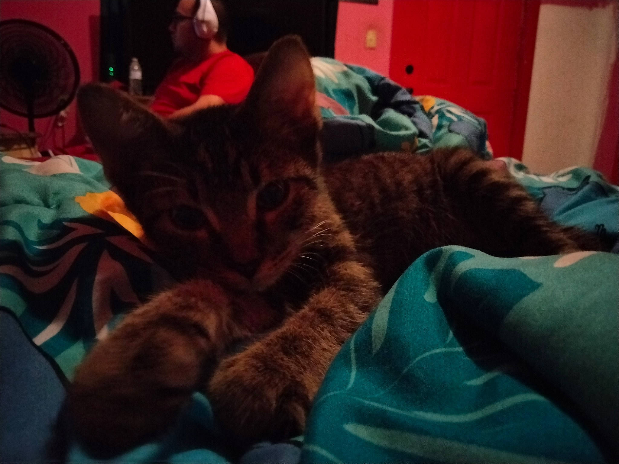 Mr.bad is registered to the contest to win money with this photo: bed, carnivore, cat, comfort, couch, darkness, domestic_short_haired_cat, felidae, fur, lap, linens, mammal, nap, night, room, sitting, small_to_medium_sized_cats, tableware, vertebrate, whiskers