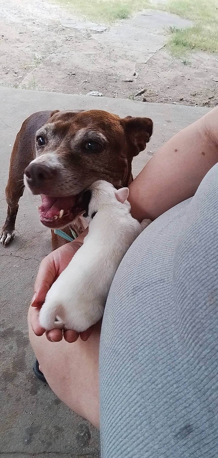 Chocolate joined the competition — help win amazing prizes! canidae, carnivore, collar, comfort, companion_dog, dog, dog_breed, dog_collar, fawn, foot, human_leg, non_sporting_group, paw, puppy, snout, sporting_group, street_dog, terrestrial_animal, whiskers, working_animal