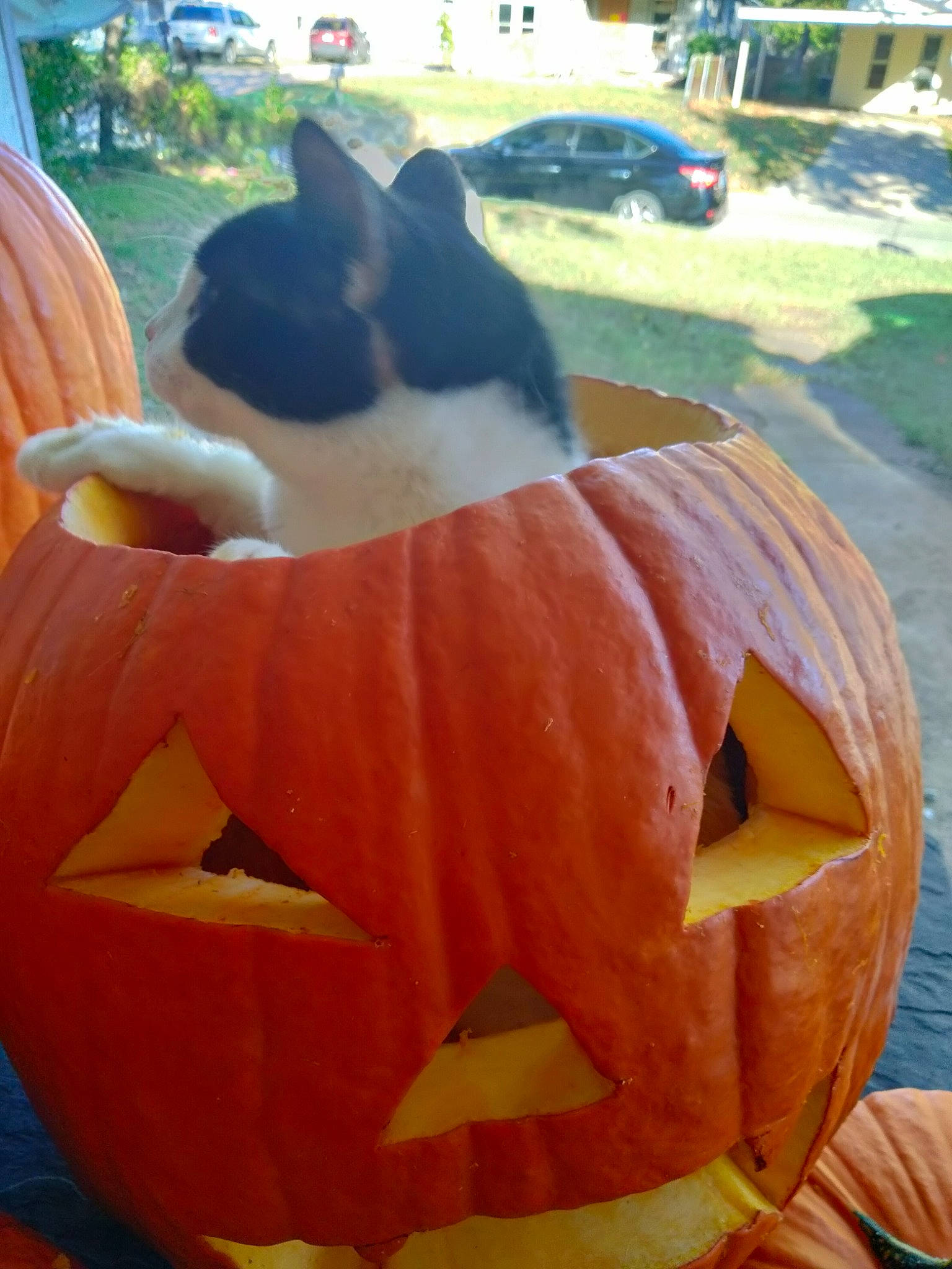 Itty-bitty is registered to the contest to win money with this photo: art, calabaza, carnivore, companion_dog, creative_arts, cucurbita, dog, fawn, gourd, grass, jack_o_lantern, orange, plant, pumpkin, squash, tints_and_shades, tree, vegetable, winter_squash, working_animal