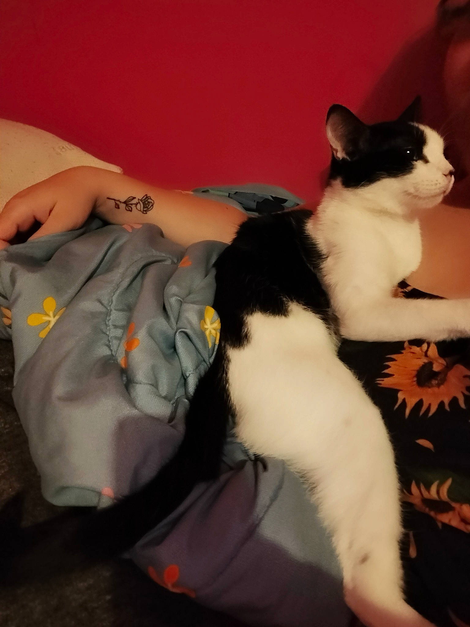 Itty-bitty joined the competition — help win amazing prizes! abdomen, canidae, carnivore, cat, comfort, companion_dog, domestic_short_haired_cat, felidae, formal_wear, fur, gesture, human_leg, jewellery, lap, paw, sitting, small_to_medium_sized_cats, tail, thigh, whiskers