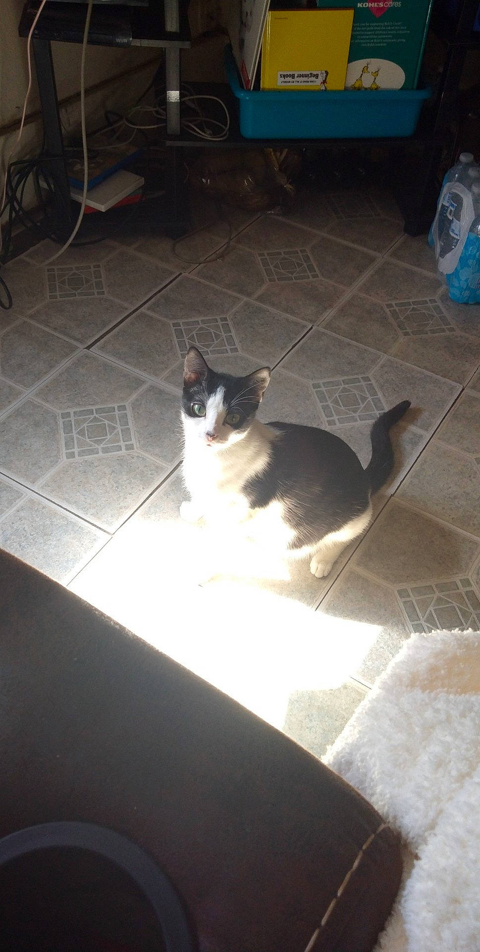 Itty-bitty joined the competition — help win amazing prizes! blue, carnivore, cat, comfort, domestic_short_haired_cat, felidae, floor, flooring, fur, hardwood, room, shadow, sitting, small_to_medium_sized_cats, tail, tile, tile_flooring, tints_and_shades, whiskers, wood