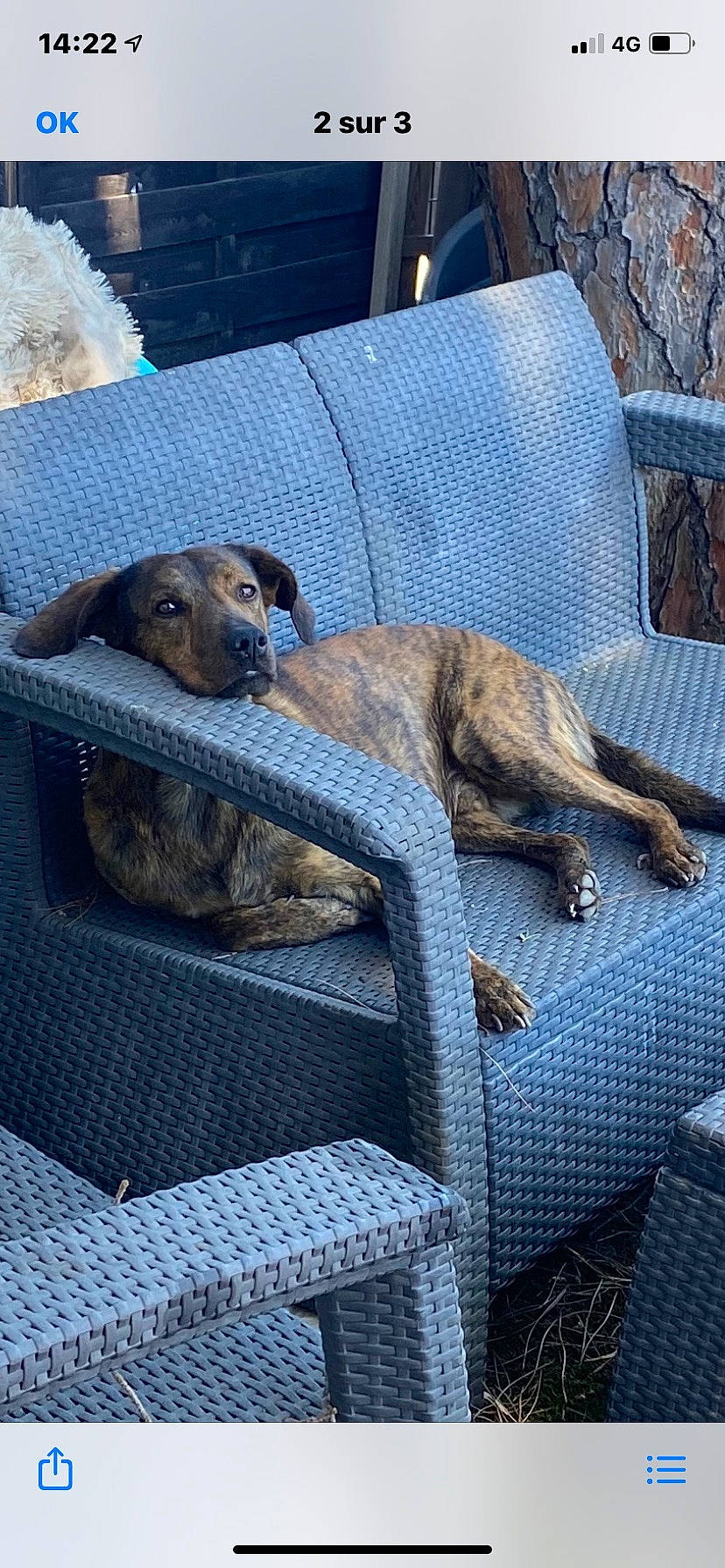 Bob participe au concours pour gagner de l'argent avec cette photo : canidae, carnivore, chair, comfort, companion_dog, dog, dog_breed, fawn, grey, mammal, pet_supply, sporting_group, terrestrial_animal, vertebrate, working_animal