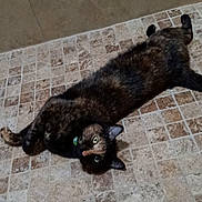 Willow joined the competition — help win amazing prizes! animal, cat, collar, curious, cute, domestic_cat, floor, fur, green_eyes, indoor, laying_down, looking_up, mammal, pet, playful, relaxed, resting, tile_floor, tortoiseshell_cat, whiskers