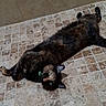 animal, cat, collar, curious, cute, domestic_cat, floor, fur, green_eyes, indoor, laying_down, looking_up, mammal, pet, playful, relaxed, resting, tile_floor, tortoiseshell_cat, whiskers