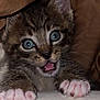 kitten, cat, paw, pink_pads, claws, wide_eyes, mouth_open, fur, brown, blanket, cute, pet, animal, closeup, indoor, young, tabby, whiskers, curious, soft