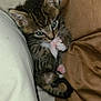 kitten, tabby, cat, paw, pink_paws, fur, cute, small, pet, animal, bed, blanket, cozy, resting, sleepy, domestic_cat, whiskers, ears, eyes, indoor