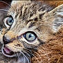 kitten, cat, close_up, blue_eyes, fur, whiskers, mouth_open, young_animal, pet, cute, animal_face, tabby, feline, domestic_cat, animal_portrait, whiskers_visible, expressive, soft_fur, alert, curious