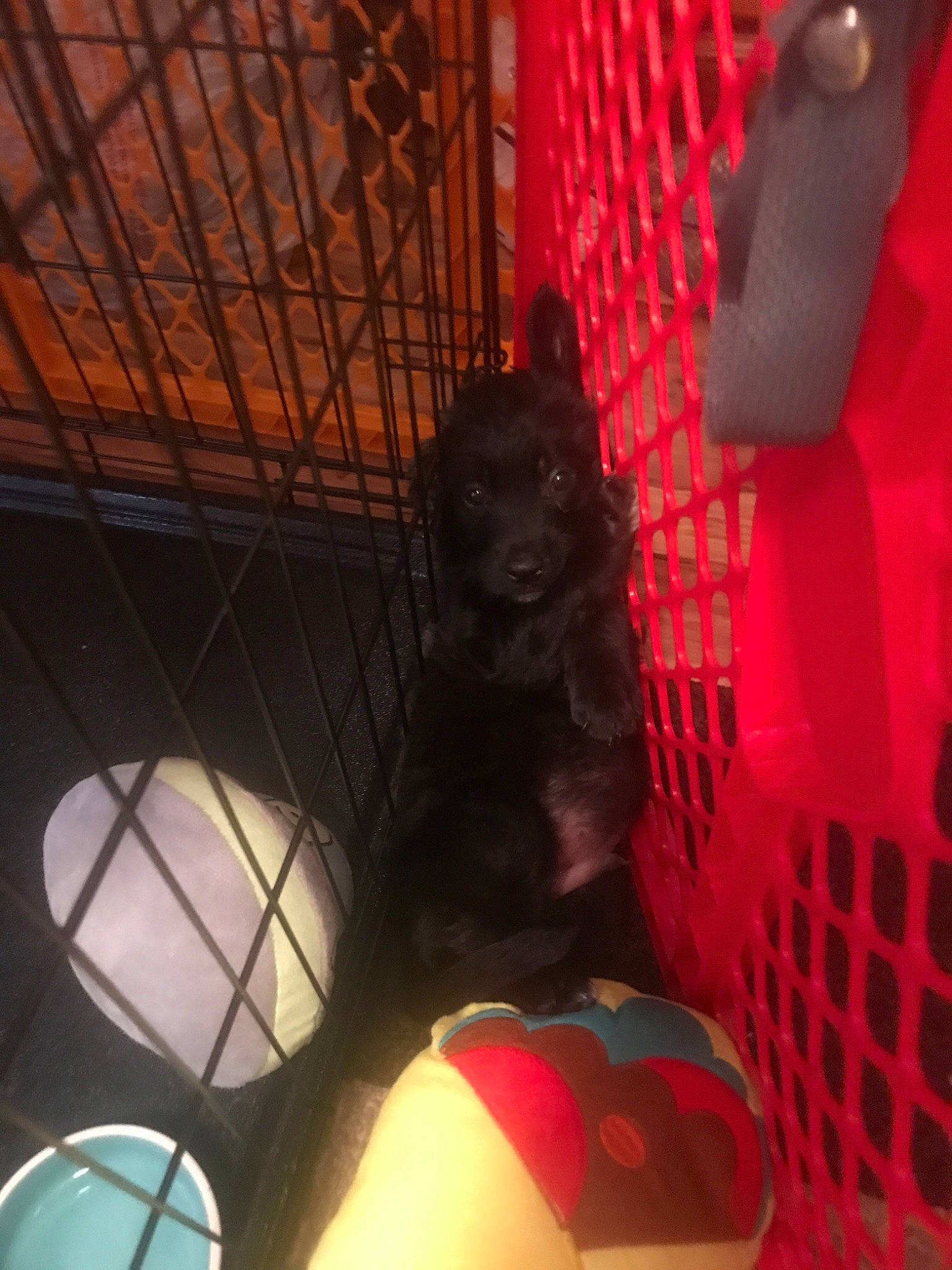 Shadow is registered to the contest to win money with this photo: fictional_character