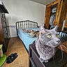 bed, blue_bedspread, cat, cat_tree, closet, clothes, curious, domestic, dresser, flooring, furniture, gray_cat, indoor, lounge, pet, room, slippers, tabby_cat, whiskers, wood_paneling