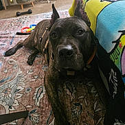 Sultan is registered to the contest to win money with this photo: dog, brindle, pet, indoor, rug, blanket, floor, canine, resting, animal, household, colorful, toy, dumbbell, furniture, closeup, portrait, ears, collar, relaxed