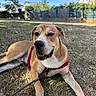 dog, pet, canine, lying_down, outdoor, backyard, grass, garden, harness, leash, red_harness, brown_fur, white_chest, floppy_ears, open_mouth, happy, portrait, sunny, fence, blue_sky