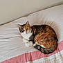 cat, calico, bed, blanket, indoor, pet, feline, resting, curious, animal, cute, fur, whiskers, tail, domestic, cozy, lying, pink, white, patterned