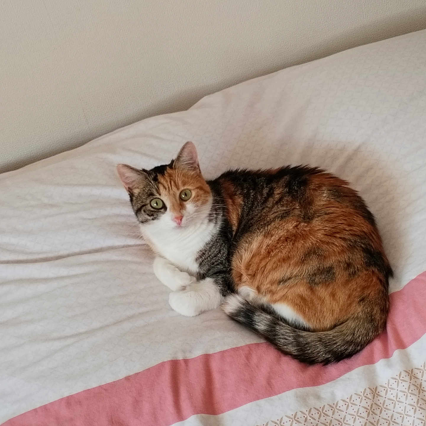 Isis participe au concours pour gagner de l'argent avec cette photo : animal, bed, blanket, calico, cat, cozy, curious, cute, domestic, feline, fur, indoor, lying, patterned, pet, pink, resting, tail, whiskers, white