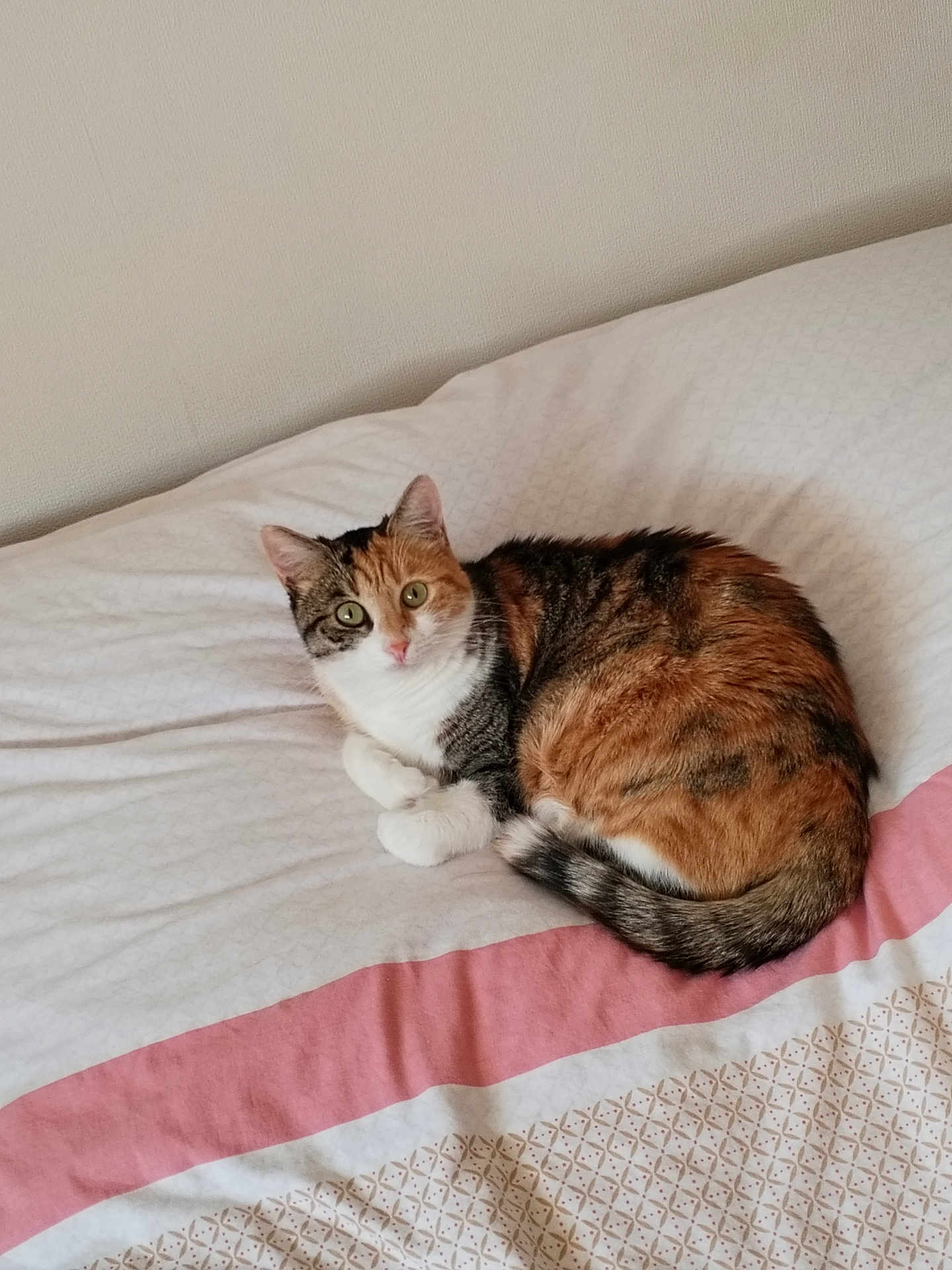 Isis participe au concours pour gagner de l'argent avec cette photo : cat, calico, bed, blanket, indoor, pet, feline, resting, curious, animal, cute, fur, whiskers, tail, domestic, cozy, lying, pink, white, patterned