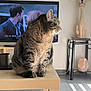 cat, tabby_cat, table, television, people_on_tv, lamp, cat_shaped_lamp, salt_lamp, living_room, floor_tiles, sunlight, shadow, furniture, indoors, pet, side_view, looking_away, cozy, domestic, household