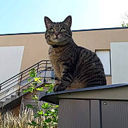 Noisette participe au concours pour gagner de l'argent avec cette photo : cat, tabby, outdoor, sunlight, building, stairs, railing, greenery, grass, sky, animal, pet, nature, daylight, feline, perched, structure, window, plant, urban