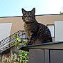 cat, tabby, outdoor, sunlight, building, stairs, railing, greenery, grass, sky, animal, pet, nature, daylight, feline, perched, structure, window, plant, urban