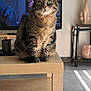 cat, tabby_cat, feline, pet, table, wooden_table, living_room, television, tv_screen, sculpture, decor, floor, tile_floor, window_light, indoor, animal, sitting, closeup, domestic_cat, furniture