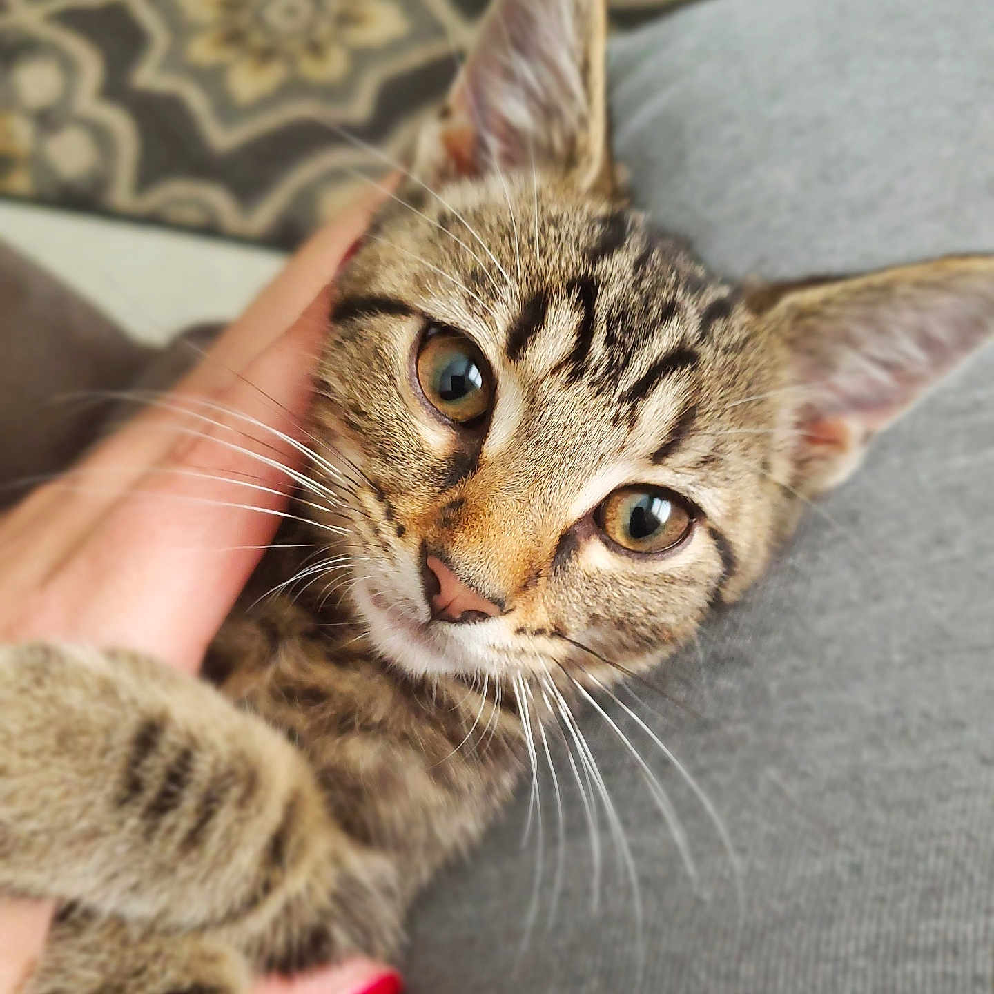 Caesar is registered to the contest to win money with this photo: abyssinian, animal, bodypart, cat, couch, egyptiancat, face, finger, furniture, hand, head, kitten, manx, ocelot, person, pet