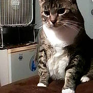 Meeko joined the competition — help win amazing prizes! cat, tabby_cat, indoor, pet, animal, white_paws, white_chest, fan, furniture, household_items, brown_surface, domestic, portrait, sitting, looking, ears_up, whiskers, striped_fur, cute, calm