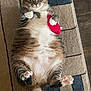 cat, tabby, pet, animal, carpet, feline, plush_toy, indoor, cute, paw, fur, wide_eyes, playful, relaxed, lying_down, whiskers, tail, striped, pink_paws, home