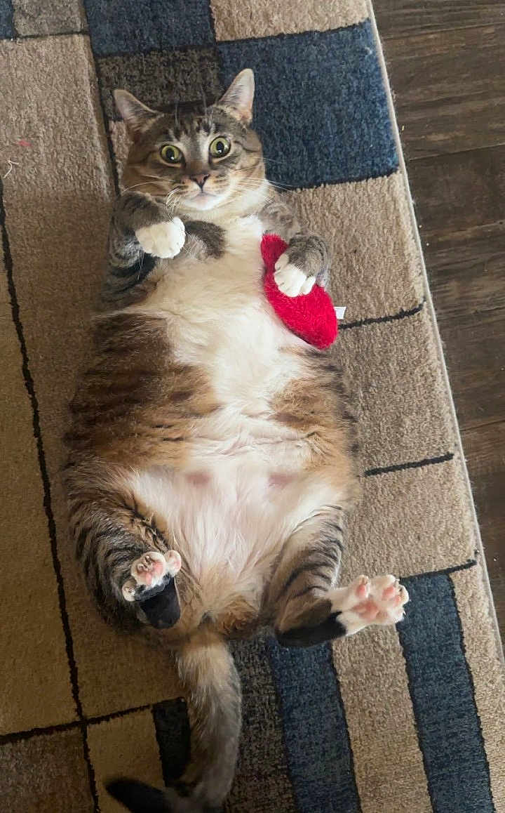 Meeko is registered to the contest to win money with this photo: cat, tabby, pet, animal, carpet, feline, plush_toy, indoor, cute, paw, fur, wide_eyes, playful, relaxed, lying_down, whiskers, tail, striped, pink_paws, home