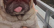 Luna joined the competition — help win amazing prizes! pug, dog, pet, animal, tongue_out, sitting, being_held, close_up, portrait, sunset, sunrise, cityscape, skyline, balcony, outdoor, mountains, urban, furry, cute, funny