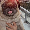 pug, dog, pet, animal, tongue_out, sitting, being_held, close_up, portrait, sunset, sunrise, cityscape, skyline, balcony, outdoor, mountains, urban, furry, cute, funny