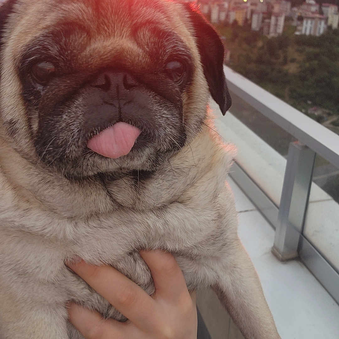 Luna joined the competition — help win amazing prizes! pug, dog, pet, animal, tongue_out, sitting, being_held, close_up, portrait, sunset, sunrise, cityscape, skyline, balcony, outdoor, mountains, urban, furry, cute, funny