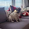 Luna joined the competition — help win amazing prizes! pug, dog, pet, sitting, sofa, couch, cushions, living_room, window, sunlight, indoors, home, portrait, animal, wrinkled_face, short_snout, fawn_coat, black_mask, mountains, cozy