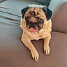 Luna is registered to the contest to win money with this photo: dog, pug, pet, animal, canine, sitting, lying_down, tongue, wrinkled_face, black_ears, fawn_coat, cute, funny, portrait, indoors, sofa, couch, home, front_view, relaxed