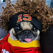 Luna joined the competition — help win amazing prizes! dog, pug, pet, animal, portrait, costume, wig, headband, jersey, sports_fan, football, college, red, yellow, tongue, funny, indoor, couch, close_up, dressed_up