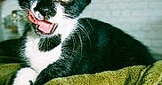Bandy participe au concours pour gagner de l'argent avec cette photo : animal, black_and_white, blanket, cat, close_up, cute, ears, eyes, face, funny, fur, green_blanket, indoors, kitten, open_mouth, pet, playful, portrait, tuxedo_cat, whiskers