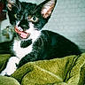 cat, kitten, tuxedo_cat, black_and_white, animal, pet, face, eyes, open_mouth, whiskers, ears, fur, blanket, green_blanket, indoors, portrait, close_up, cute, funny, playful