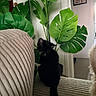 cat, black_cat, kitten, animal, pet, sitting, tail, ears, indoor, living_room, armchair, couch, cushion, houseplant, monstera, green_leaves, home_decor, wall_art, lyon, portrait