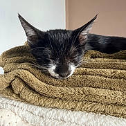 Bandy participe au concours pour gagner de l'argent avec cette photo : cat, black_and_white, sleeping, sleepy, whiskers, ears, animal, pet, blanket, towels, textile, cozy, indoors, portrait, closeup, resting, relaxed, fluffy, bedding, home